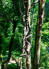 beautiful park in summer, various details from the park