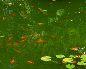 green pond with various bright fish, pond vegetation