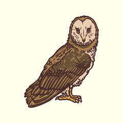 brown owl vector illustration