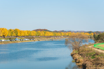 river and the bridge over the river and the long yellow ginkgo tree road landmark popular autumn november on asan-si, south korea.