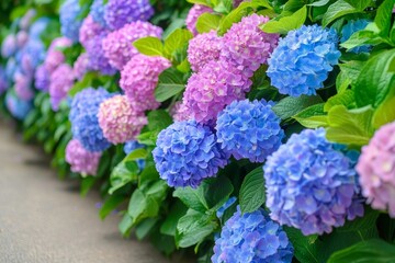 Vibrant Hydrangea Garden Path