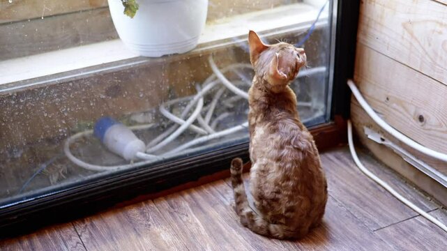 Curious Devon Rex kitten sits by the window, observing the outside world. The cat's fascination captures a sense of longing and playful curiosity.