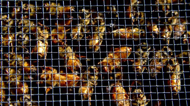 Extreme close up of lot of honey bees swarming inside meshed cage ready to be released into new beehive alongside queen