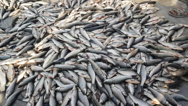 fresh fish on the market in rive pakistan