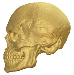 Golden texture human skull anatomy with transparent background 