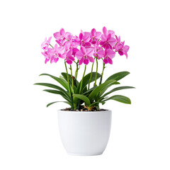 Obraz premium Pink Phalaenopsis Orchid Plant in White Pot Home Decor Blooming Flowers