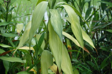 Green leaves of corn plants in the field, closeup of photo