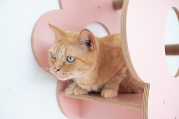 cat sleep on the ground, lovely animal