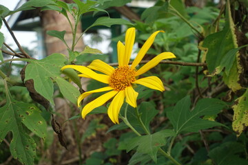 Mexican sunflower weed (Tithonia diversifolia)