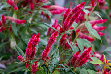 赤いケイトウ（鶏頭）の花