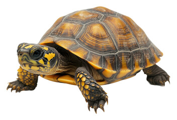 Fototapeta premium Turtle takes a gradual stroll across the smooth floor isolated on transparent background