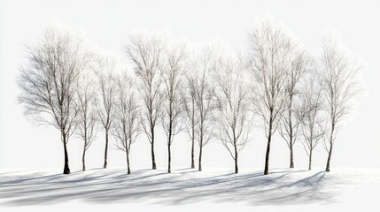 Obraz premium Serene Winter Landscape with Bare Trees and Soft Snow Cover