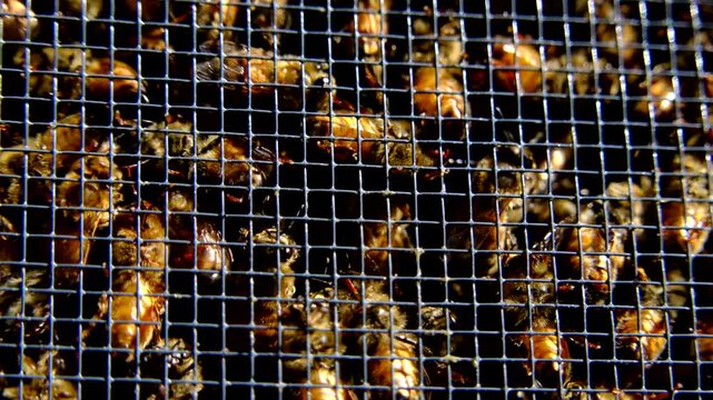 Extreme close up of honey bees locked in meshed box swarming before being released into new beehive