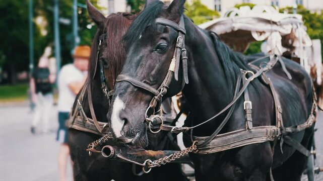 Two Brown Horses Stand in a Team Harnessed to a Cart on a City Street. Excursion or horse-drawn carriage. Close-up, horses chewing. Working horses, animals. Blurred background. Tourism business.