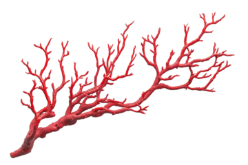 Red coral branch isolated on transparent background