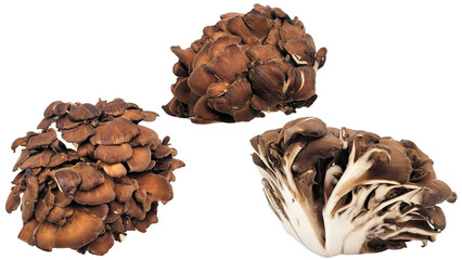 黒舞茸の切り抜き素材／Black mushroom cutout material／검은 버섯 버섯 소재／PNG