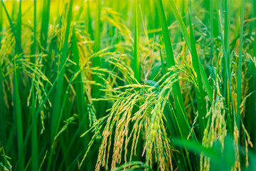 Landscape nature of rice field on rice paddy green color lush growing is a agriculture in asia