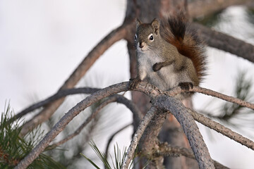 A Red Squirrel (Tamiasciurus hudsonicus) pauses on a tree branch as it searches for food.