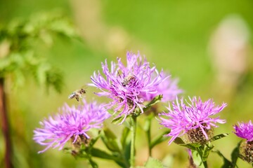 Flora of the protected areas of the Caucasus. Flowering herbs in the month of August. Bees collect nectar