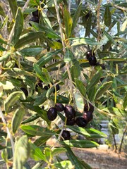 Olive branch with leaves and fruits, black olives on a tree