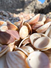 Sea shells close up,sea scape,