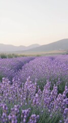 Naklejka premium A tranquil lavender field blooming under the soft light of dusk in a picturesque mountain landscape