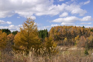 Fototapeta premium 秋の紅葉した林