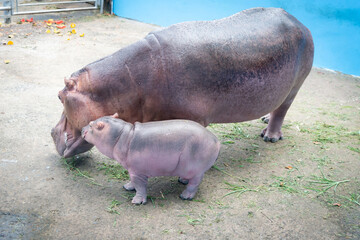 A newborn baby hippo in Thailand, Moodeng. Very cute baby hippo, chubby. Beautiful. On the zoo.