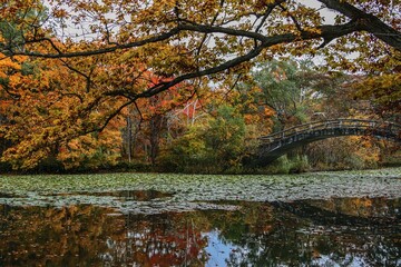 紅葉が映える池