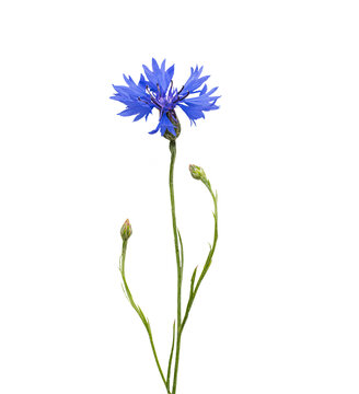 blue cornflower flower with stem with buds and open flower. Isolated on transparent background. PNG format available