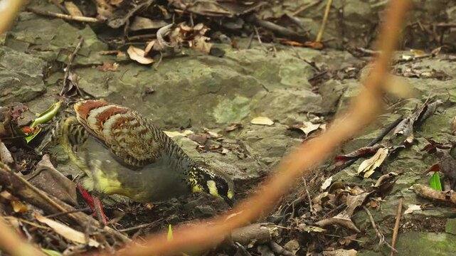 Taiwan partridge close-up in the forest looking for food