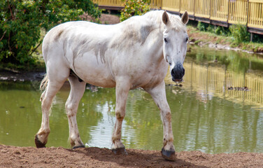 Obraz premium A white horse is walking in front of a body of water