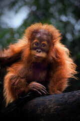 Portrait of Baby Sumatran Orangutan