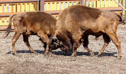 Fototapeta premium Two bisons are fighting in the park