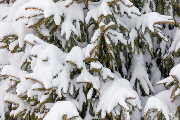 A tree covered in snow with bare branches