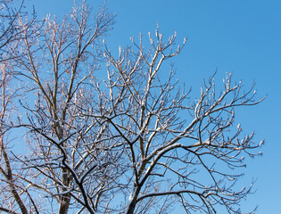 A tree with snow on it and a blue sky in the background