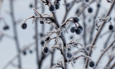 A cluster of black berries are covered in snow