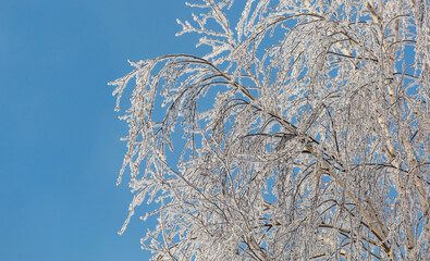 A tree with a lot of snow on it is in front of a blue sky