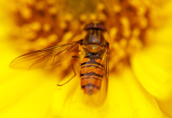 A bee is hovering over a yellow flower
