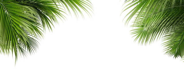 palm tree isolated on white background © Buffstock