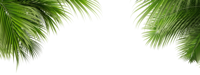 palm tree isolated on white background