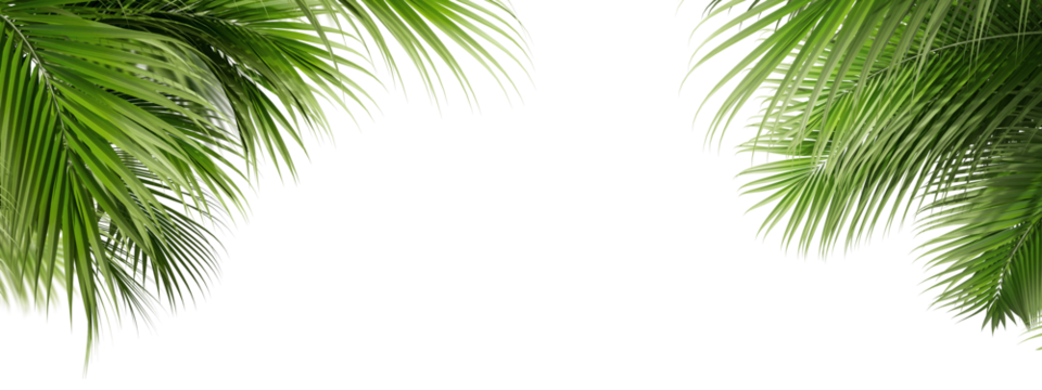 palm tree isolated on white background