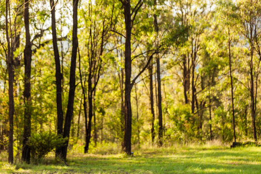 Bokeh out of focus bushland background of ironbark gum trees and green clearing