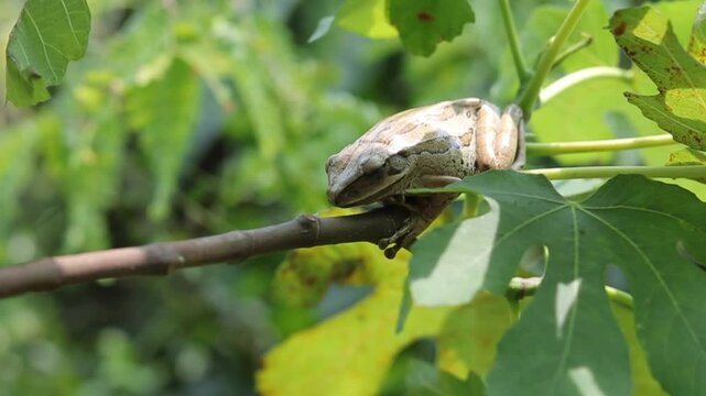 tree frog relaxing on a tree branch during the day