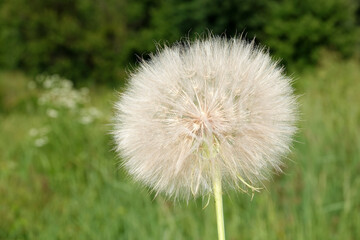 Goat's-beard in flowering period