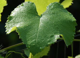 Grape leaf during the day in bright sun