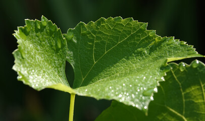 Grape leaf during the day in bright sun