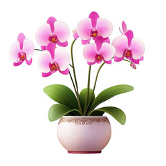 beautiful pink orchid plant in decorative pot, showcasing vibrant flowers and lush green leaves, perfect for home decor or gifting