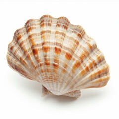 Obraz premium Seashell with orange stripes resting on white background