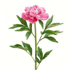 Obraz premium Pink peony blooming showing green leaves and stem